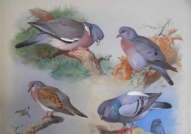 Archibald Thorburn A Wood Pigeon A Stock Dove A Turtle Dove A Rock Pigeon